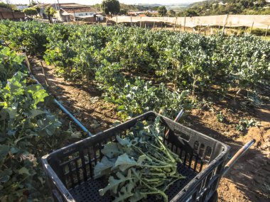 Brezilya'da bahçede brokoli bitki
