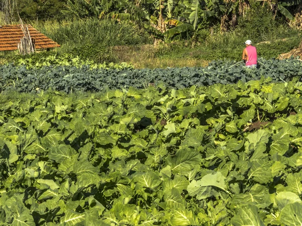 Marilia Sao Paulo Brazil July 2019 Farmer Works Vegetable Garden — Stock Photo, Image