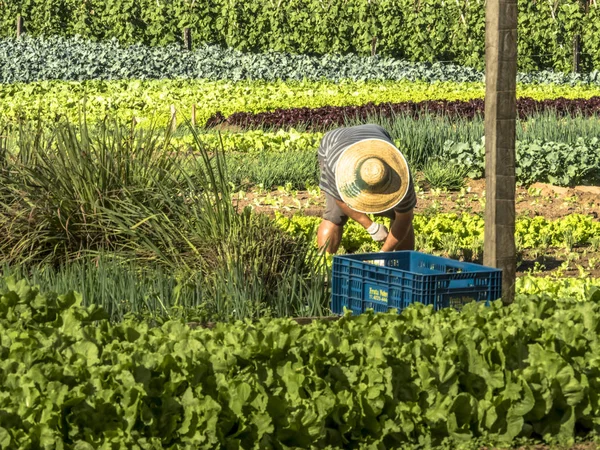 Marilia, Sao Paulo, Brezilya, 01 Temmuz 2019. Çiftçi Marilia kentinde küçük bir aile çiftliğinin bir sebze bahçesinde çalışıyor