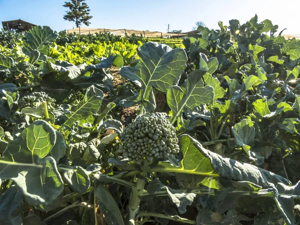 Brezilya'da bahçede brokoli bitki