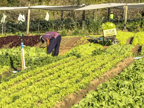 Marilia, Sao Paulo, Brezilya, 01 Temmuz 2019. Çiftçi Marilia kentinde küçük bir aile çiftliğinin bir sebze bahçesinde çalışıyor