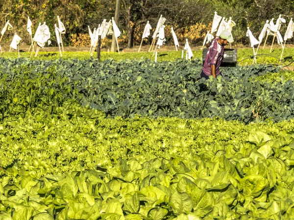 Marilia Sao Paulo Brazil July 2019 Farmer Works Vegetable Garden — Stock Photo, Image