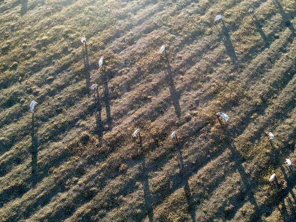 ブラジルの冬の牧草地のネロレ牛 — ストック写真