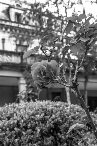 Sao Paulo Brasil Diciembre 2016 Fachada Casa Das Rosas Casa — Foto de Stock