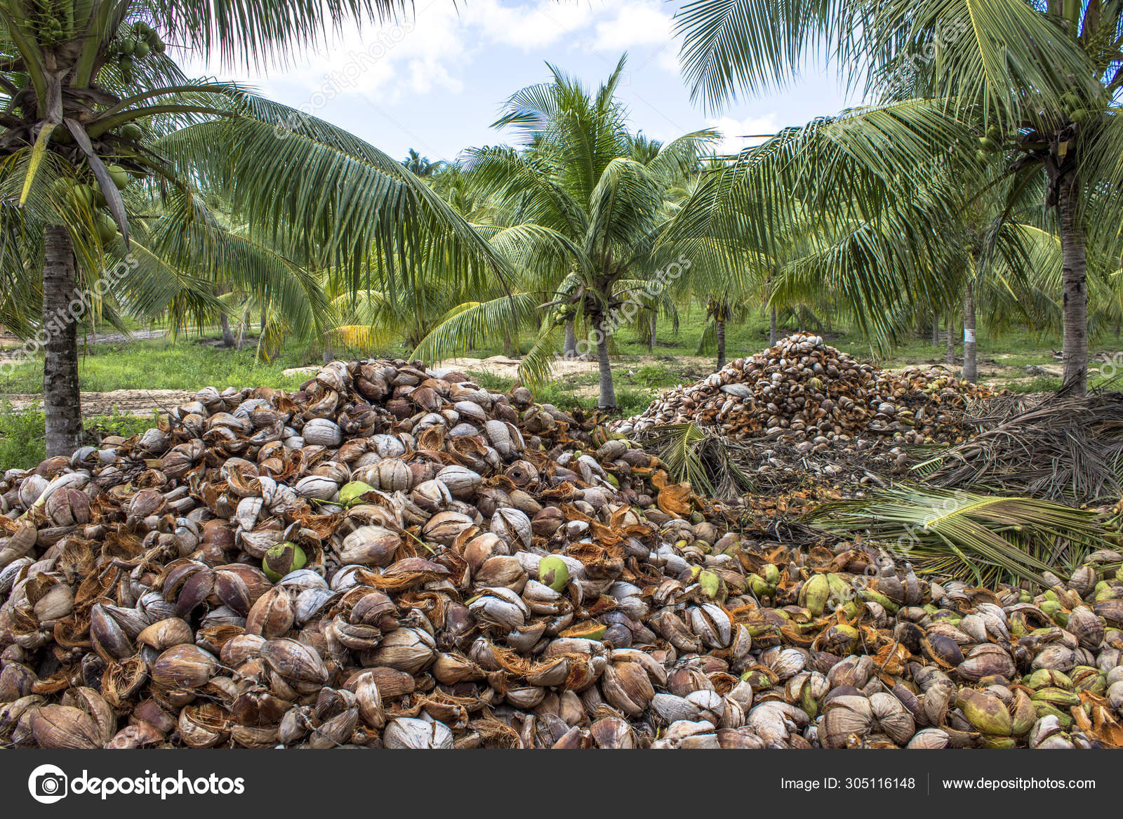 Kelapa Sawah Kelapa Pohon Dan Kelapa Kering Negara Bagian Bahia — Foto Stok  © alfribeiro #305116148, image size:1600x1167