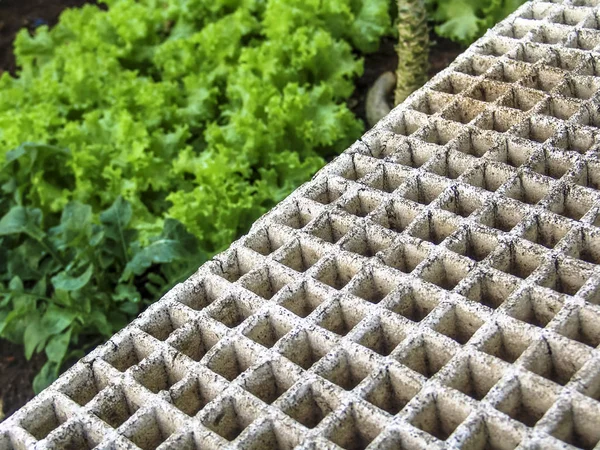 Planted Lettuce Styrofoam Trays Seedlings Selective Focus Brazil — Stock Photo, Image