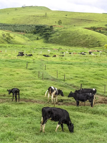 Dairy Cows Beautiful Green Grass Pasture Farm Scene — Stock Photo, Image