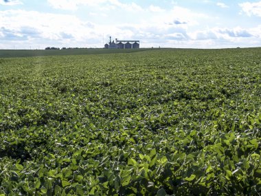 Rio Grande do Sul, Brezilya - 11 Şubat 2006: Çiftlikte bir soya tarlasında dört silo. Brezilya