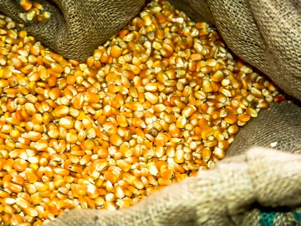 Yellow corn seed on bag in Brazil