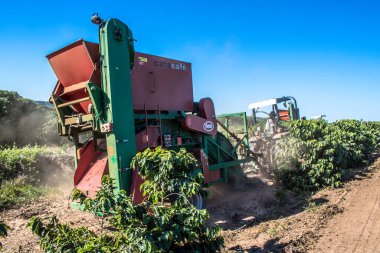 Galia Sao Paulo, Brezilya, 27 Mayıs 2019. Sao Paulo eyaletinin orta batı bölgesindeki Galia belediyesindeki bir çiftlikte yapılan makineli hasat sırasında yere düşen kahve toplayıcısı.