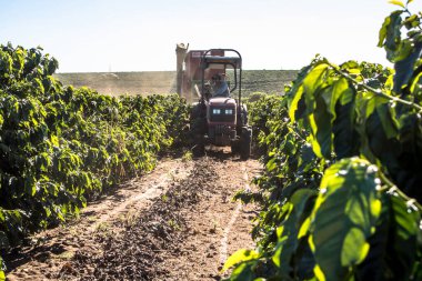 Galia Sao Paulo, Brezilya, 27 Mayıs 2019. Sao Paulo eyaletinin orta batı bölgesindeki Galia belediyesindeki bir çiftlikte yapılan makineli hasat sırasında yere düşen kahve toplayıcısı.