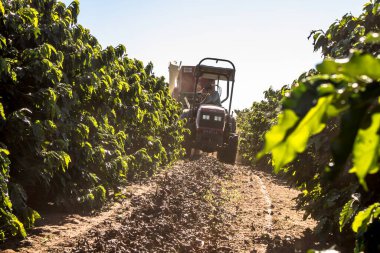 Galia Sao Paulo, Brezilya, 27 Mayıs 2019. Sao Paulo eyaletinin orta batı bölgesindeki Galia belediyesindeki bir çiftlikte yapılan makineli hasat sırasında yere düşen kahve toplayıcısı.