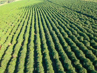 Brezilya 'daki kahve tarlasının havadan görünüşü