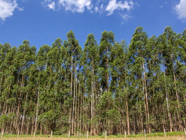 Δάσος Ευκαλύπτου Στη Βραζιλία Φυτά Για Βιομηχανία Χαλυβουργείων — Φωτογραφία Αρχείου