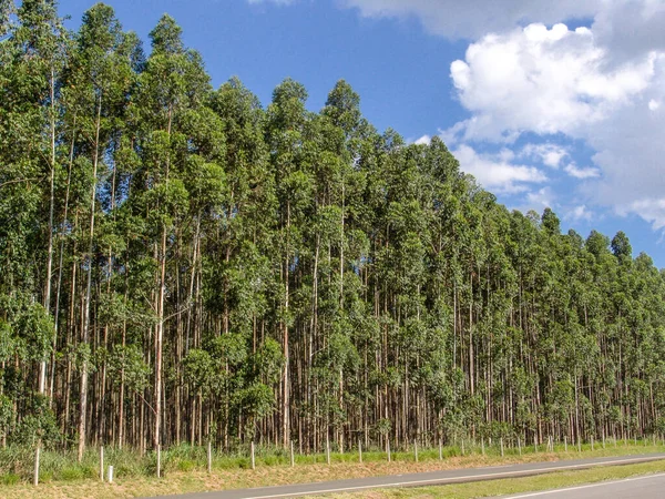 Eucalyptus Tree Forest Brasil Závody Pro Ocelářský Průmysl — Stock fotografie