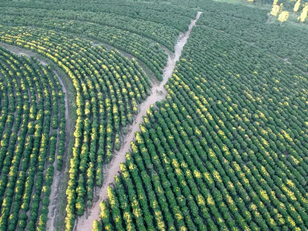 ブラジルの農場におけるコーヒー畑の空中ビュー — ストック写真