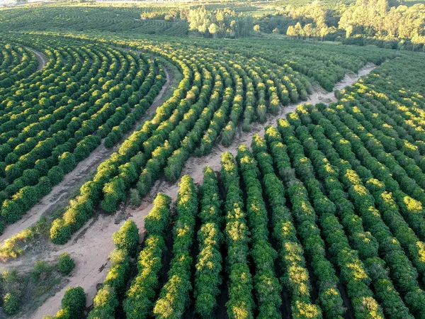 ブラジルの農場におけるコーヒー畑の空中ビュー — ストック写真