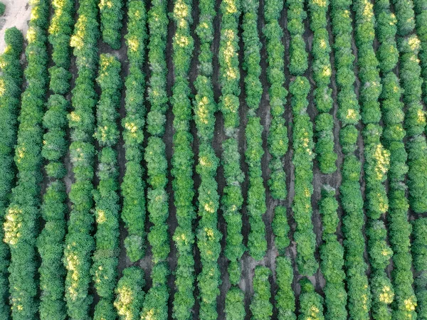 ブラジルの農場におけるコーヒー畑の空中ビュー — ストック写真