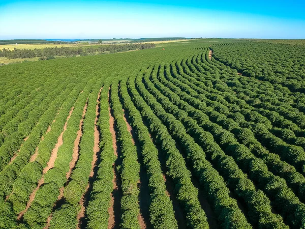 ブラジルの農場におけるコーヒー畑の空中ビュー — ストック写真