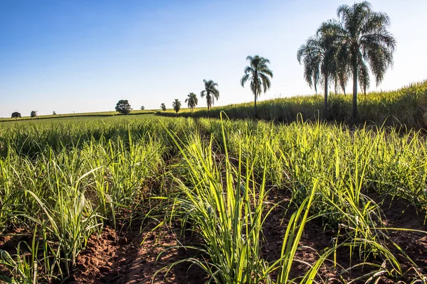 Sockerrörsplantor Planterade Ett Fält Brasilien — Stockfoto