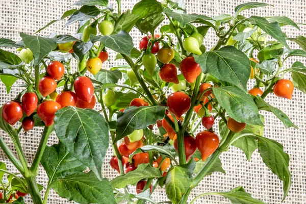 Fruit Van Biquinho Peper Boom Dit Een Typische Peper Uit — Stockfoto