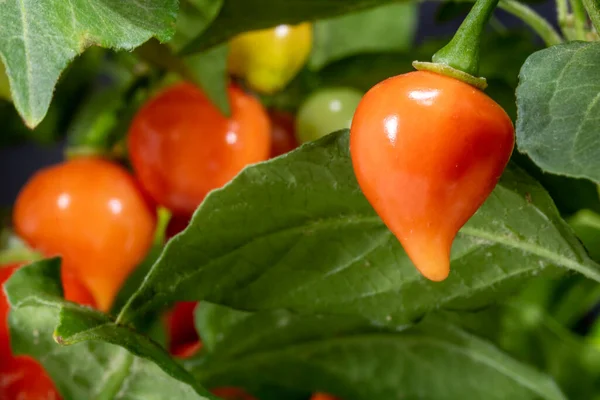 Frukt Biquinho Pepper Träd Detta Typisk Peppar Från Brasilien — Stockfoto
