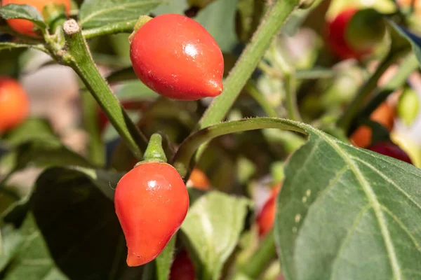 Fruta Biquinho Pimenta Árvore Esta Uma Pimenta Típica Brasil — Fotografia de Stock