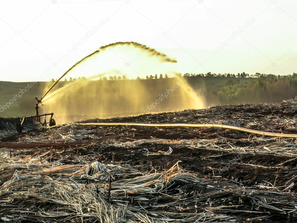 Irrigation and fertilization in sugar cane field.