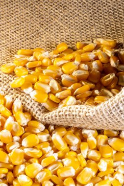 Tatlı Mısır Kulakları ve Brezilya 'da seçici odaklı tohumlar