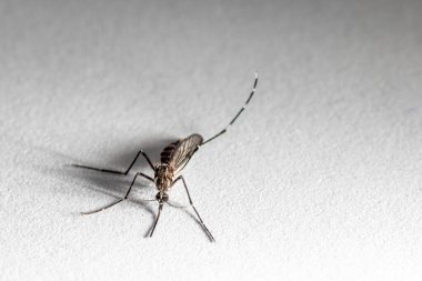 yerli sivrisinek, bilimsel adı Culex quinquefasciatus in Brazil