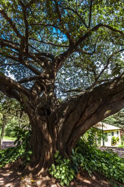 Brezilya 'daki halka açık parktaki eski büyük incir ağacı (Ficus Insipida)
