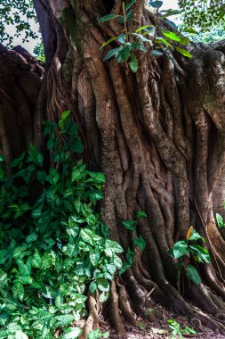 Brezilya 'daki halka açık parktaki eski büyük incir ağacı (Ficus Insipida)