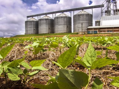 Brezilya 'da depolama silosu olan fasulye bitkisinin ayrıntıları