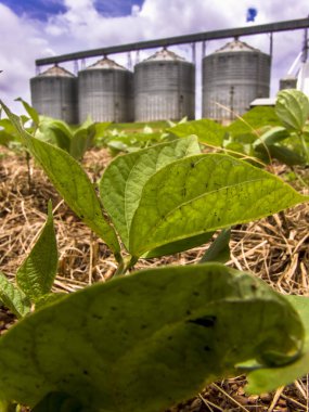 Brezilya 'da depolama silosu olan fasulye bitkisinin ayrıntıları