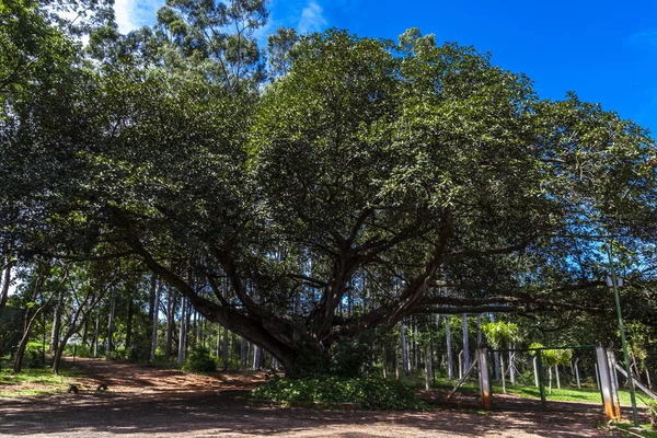 Starý Velký Fíkovník Ficus Insipida Veřejném Parku Brazílii — Stock fotografie