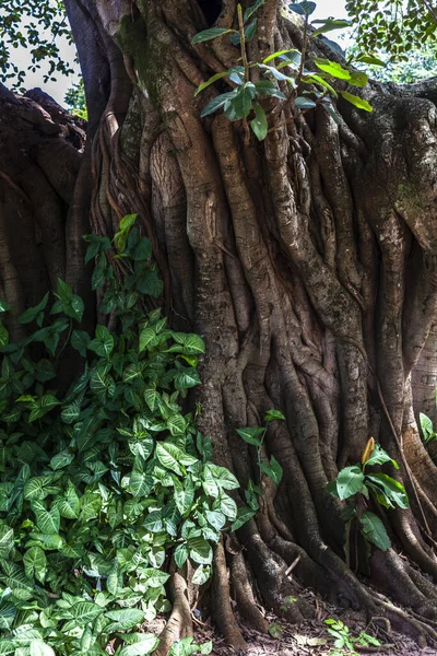 Old Big Fig Tree Ficus Insipida Public Park Brazil — Stock Photo, Image