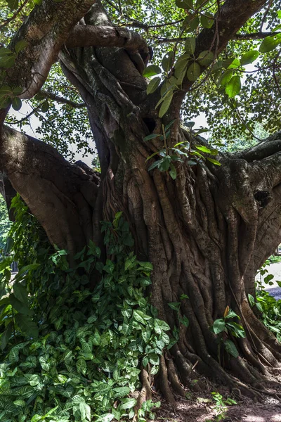 Velha Figueira Grande Ficus Insipida Parque Público Brasil — Fotografia de Stock