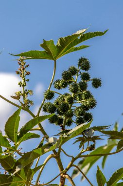 Brezilya 'da hintyağı bitkisi yetiştiriliyor.