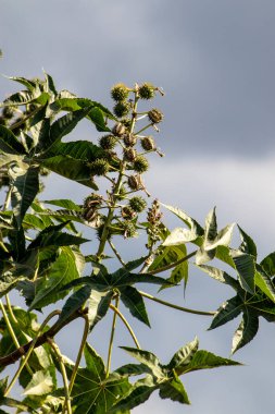 Brezilya 'da hintyağı bitkisi yetiştiriliyor.