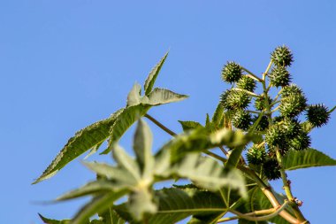 Brezilya 'da hintyağı bitkisi yetiştiriliyor.