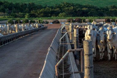 Brezilya 'da bir grup sığır hapsedildi