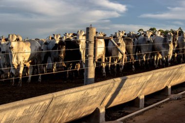 Brezilya 'da bir grup sığır hapsedildi