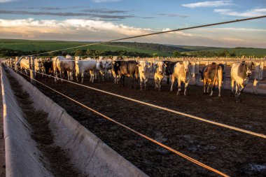 Brezilya 'da bir grup sığır hapsedildi