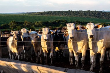 Brezilya 'da bir grup sığır hapsedildi