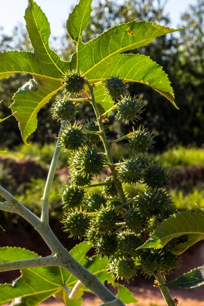 Planta Mamona Campo Brasil — Fotografia de Stock