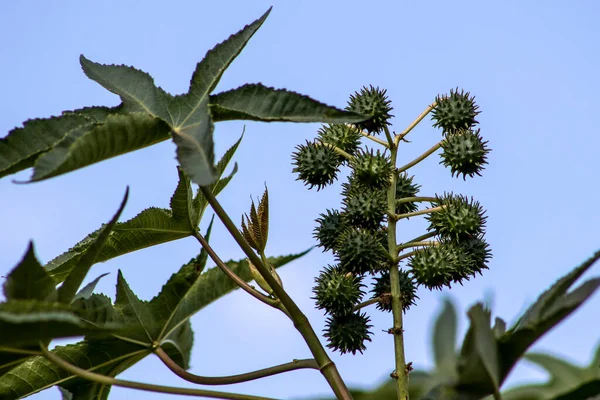 Castor Beans Plant Field Brazil — Stock Photo, Image