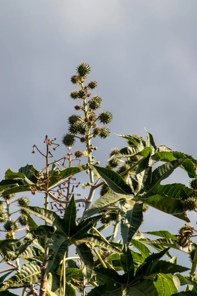 Planta Castores Campo Brasil — Foto de Stock