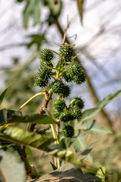 ブラジルのフィールド上のキャスター豆の植物 — ストック写真