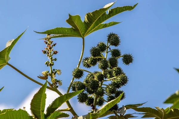 Planta Mamona Campo Brasil — Fotografia de Stock