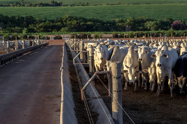 Group Cattle Confinement Brazil — Stock Photo, Image
